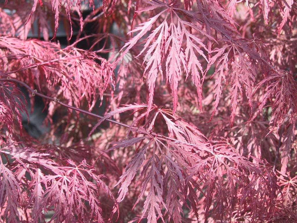 Acer palmatum Dissectum Garnet - jung.jpg
